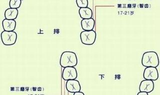 儿童换牙顺序图20颗